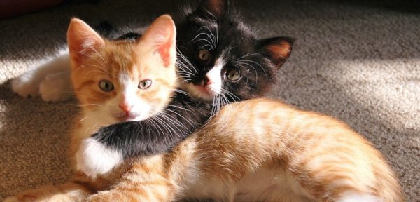 Top 10 Smartest Animals Have Been Ever Found 17 Top 10 Smartest Animals Have Been Ever Found Cats | Behaviour & Training