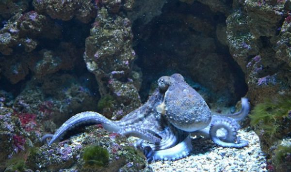 Top 10 Smartest Animals Have Been Ever Found 9 Top 10 Smartest Animals Have Been Ever Found Cephalopod 3 | Behaviour & Training