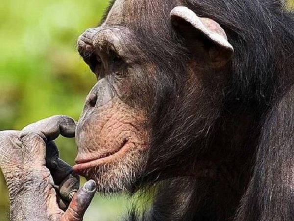 Top 10 Smartest Animals Have Been Ever Found 2 Top 10 Smartest Animals Have Been Ever Found Chimpanzee | Behaviour & Training