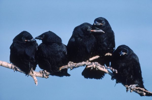 Top 10 Smartest Animals Have Been Ever Found 11 Top 10 Smartest Animals Have Been Ever Found Crows | Behaviour & Training