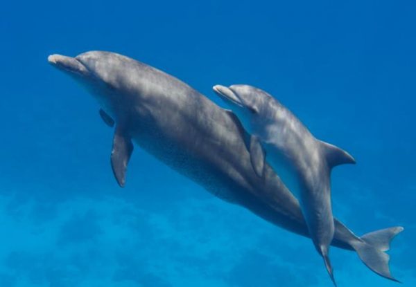 Top 10 Smartest Animals Have Been Ever Found 4 Top 10 Smartest Animals Have Been Ever Found Dolphins | Behaviour & Training