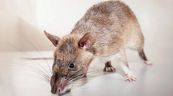 Top 10 Smartest Animals Have Been Ever Found 12 Top 10 Smartest Animals Have Been Ever Found Rat | Behaviour & Training