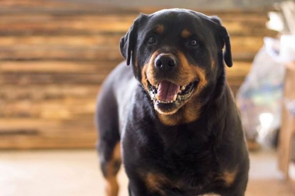 Top 10 Smartest Animals Have Been Ever Found 15 Top 10 Smartest Animals Have Been Ever Found dog 2 | Behaviour & Training