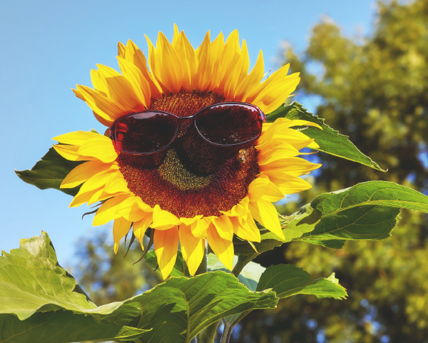 How to Choose a Pair of Sunglasses for Your Kids 2 How to Choose a Pair of Sunglasses for Your Kids sunglasses for kids 1 | Lifestyle