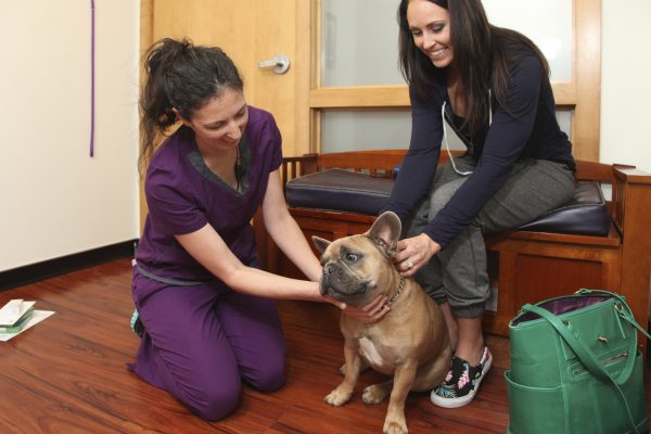 Things Dog Owners Should Consider before Adopting a Puppy taking puppy to vet | Pets