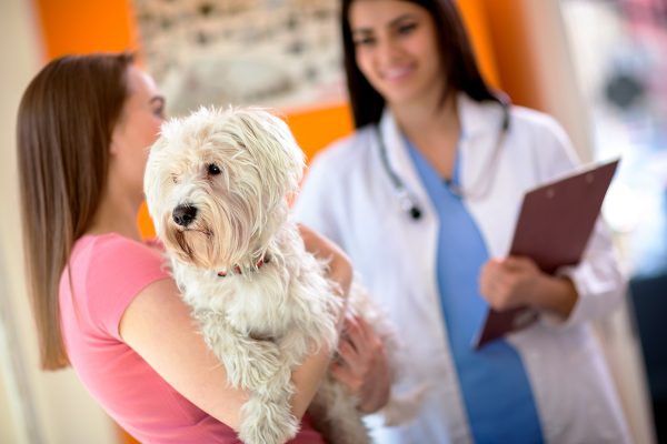 How to Take Care of Your Dog: Guidelines and Tips dog vet. | Dogs