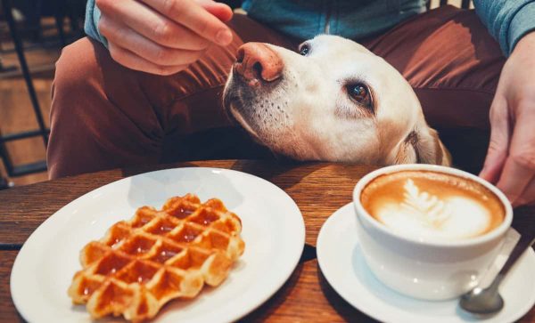 How to Take Care of Your Dog: Guidelines and Tips spend more time with your dog | Dogs