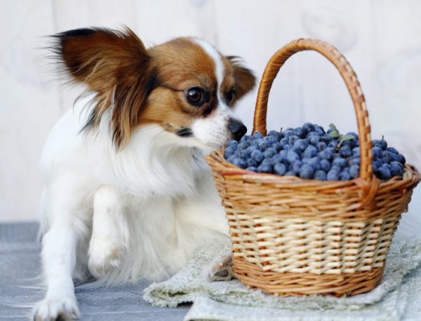 4 Most Important Supplements That Your Pet Needs Antioxidants | Pets