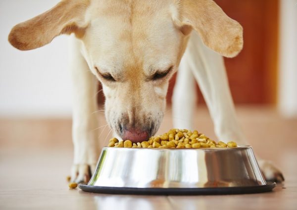 4 Most Important Supplements That Your Pet Needs rotation feeding for dogs 1 | Pets