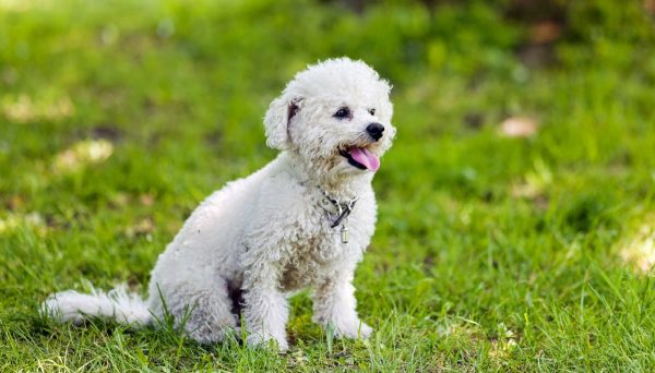 Meet The Sporting and Working Dog Groups 7 Meet The Sporting and Working Dog Groups Bichon Frises | Dogs