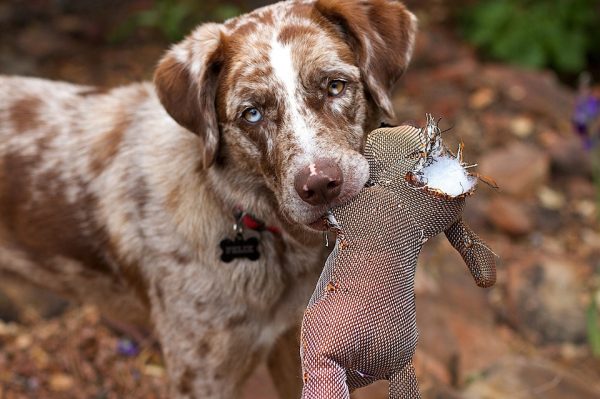 Meet The Sporting and Working Dog Groups 5 Meet The Sporting and Working Dog Groups Braque Pyrenees | Dogs