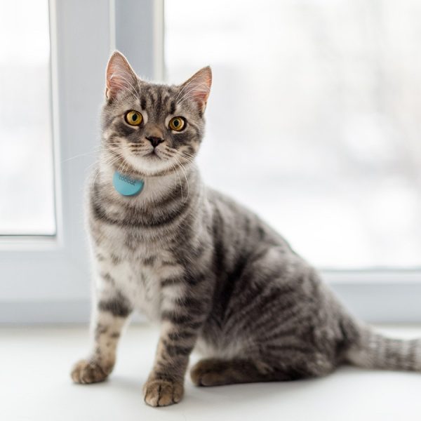 Is Online Pet Training the Future of Dog Education? pet training cat tracker | Pets
