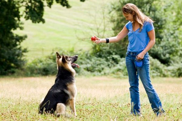Is Online Pet Training the Future of Dog Education? 5 Is Online Pet Training the Future of Dog Education? training dog | Pets