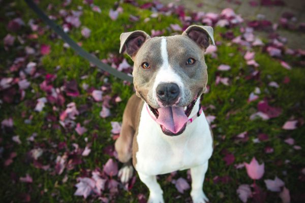 The Four Elements that Prove Negligence in an Accident Claim dog | Lifestyle