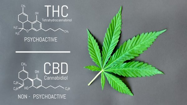 Things You Need to Know about THC and CBD CBD and THC | General THC and CBD