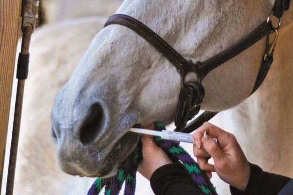 Deworming Horses Deworming Horses |