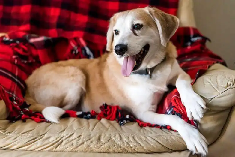 How to keep your pets happy while you’re away on vacation 1 How to keep your pets happy while you’re away on vacation pets happy while on vacation | Pets